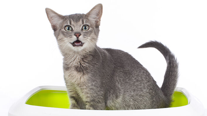Cat sitting in litter box